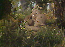 fauna