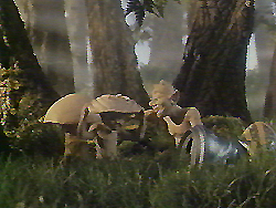 fauna